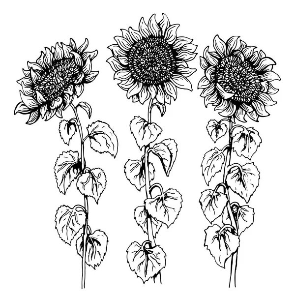 Üç el çizilmiş grafik ayçiçeği beyaz izole kümesi