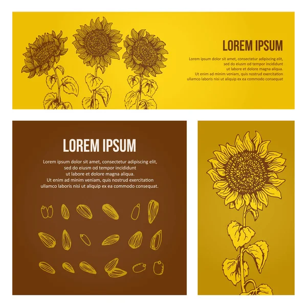 Conjunto de tarjetas Gráficas girasol y girasol semillas — Vector de stock