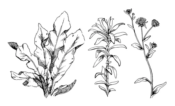 꽃과 허브 빈티지 꽃 요소의 손 그린된 세트. — 스톡 벡터