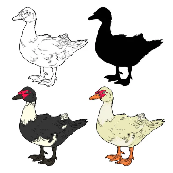Set of Cairina moschata duck outline, silhouette and two different colors isolated on white background. Suitable for coloring or illustration for a farm selling poultry meat — Stock Vector