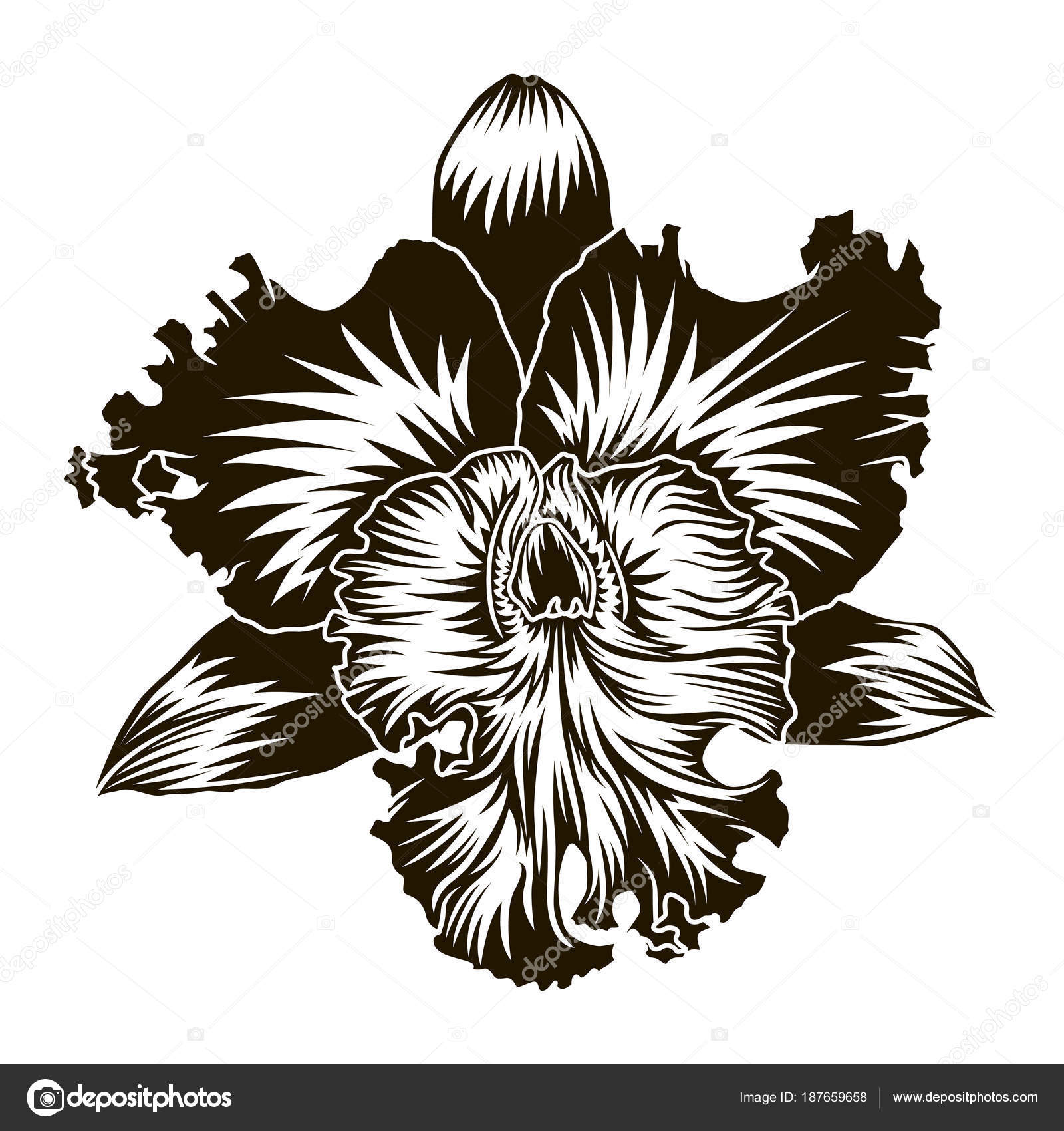 élément Floral Orchidée Fleur Silhouette Isolation Sur Blanc