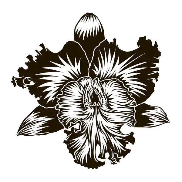 Silhouette de fleur d'orchidée d'élément floral isolée sur blanc pour le tatouage ou le timbre — Image vectorielle