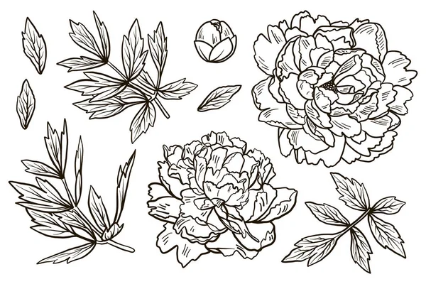 Conjunto de mão desenhado doodle peony flores e ervas elementos florais vintage. Para anti livro de colorir estresse no fundo branco — Vetor de Stock