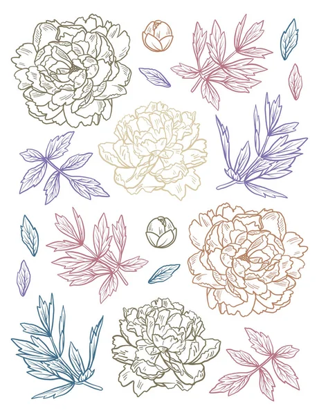 Set of Hand Drawn doodle peony flowers and herbs vintage floral elements. For anti stress coloring book on white background — Stock Vector
