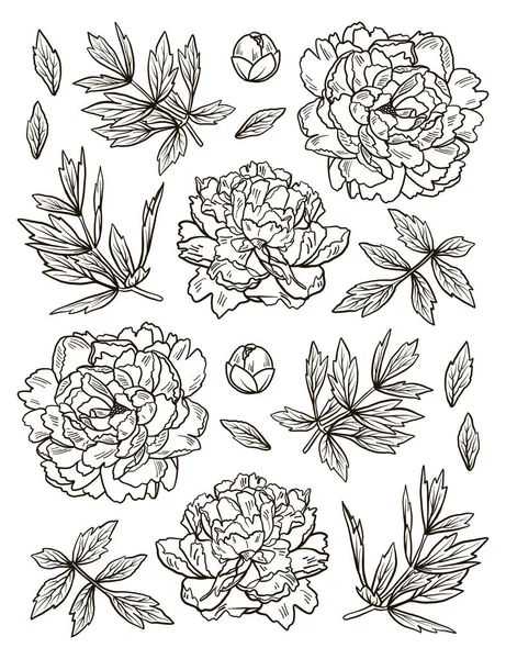 手描き落書き牡丹の花そしてハーブ ヴィンテージ花の要素のセットです。アンチ ストレス白い背景の塗り絵 — ストックベクタ