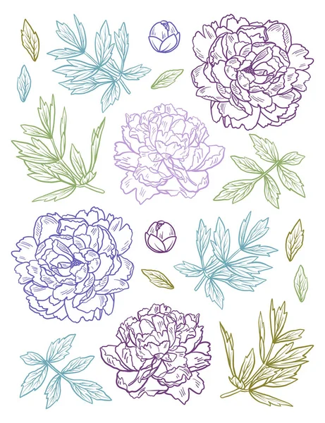 Conjunto de mão desenhado doodle peony flores e ervas elementos florais vintage. Para anti livro de colorir estresse no fundo branco —  Vetores de Stock