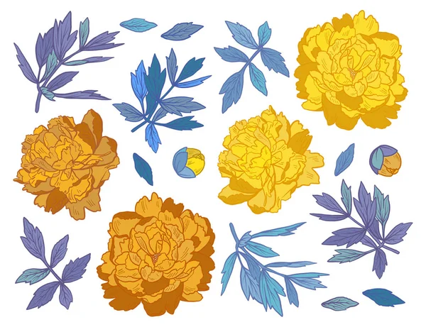 Conjunto de flores de peônia desenhadas à mão e ervas elementos florais vintage. Decore amarelo e azul no fundo branco —  Vetores de Stock