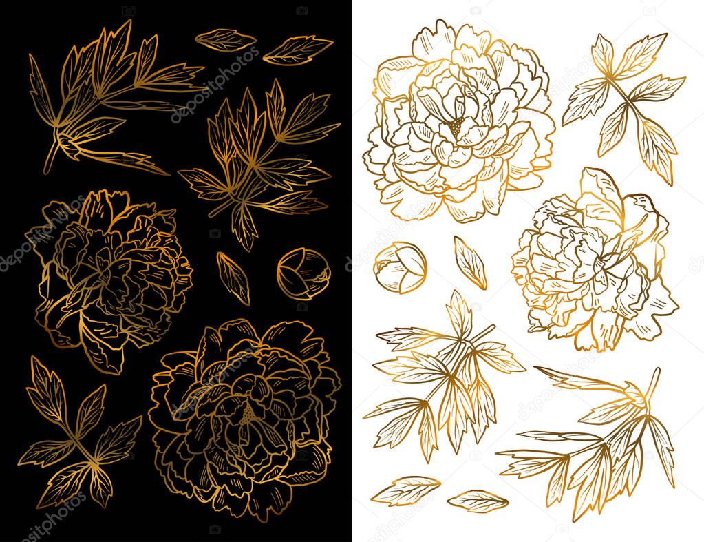 Set of Hand Drawn peony flowers and herbs vintage floral elements. Gold decore on white background