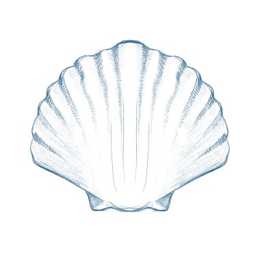 Deniz kabuğu mavisi mürekkep çizimi