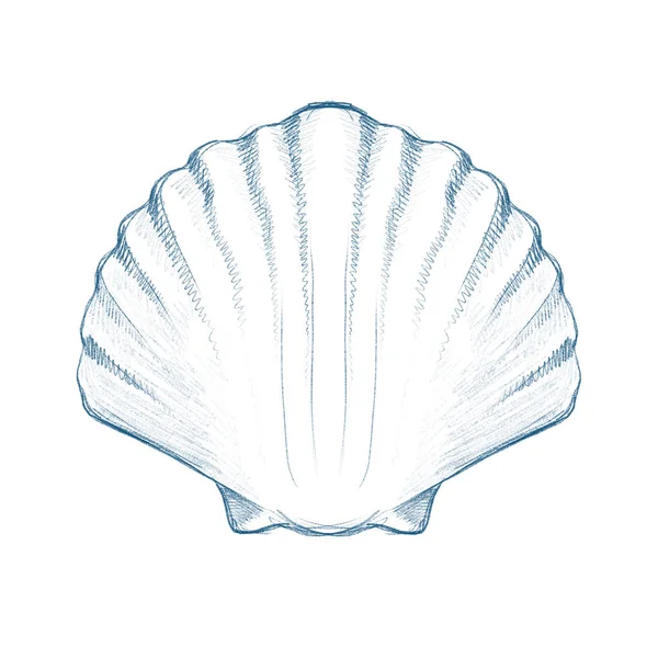 Sea shell blue ink hand drawn illustration — 스톡 사진