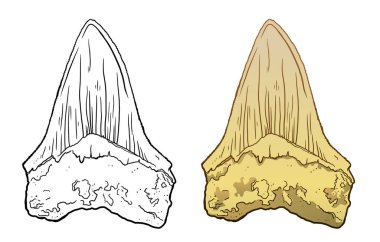 Shark megalodon tooth. Sea Life Hand Drawn line and colour Illustration. Isolated on white backgroung. Archeological discovery, paleontology symbol clipart