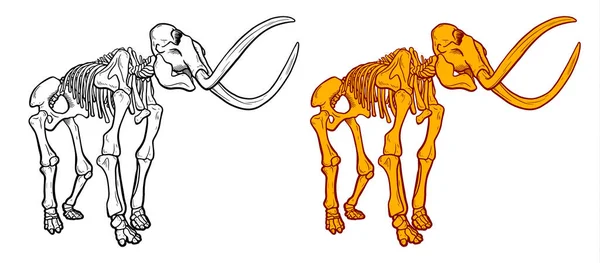 Línea dibujada a mano y color Ilustración de esqueleto de mamut aislado sobre fondo blanco, descubrimiento arqueológico, símbolo paleontológico — Vector de stock