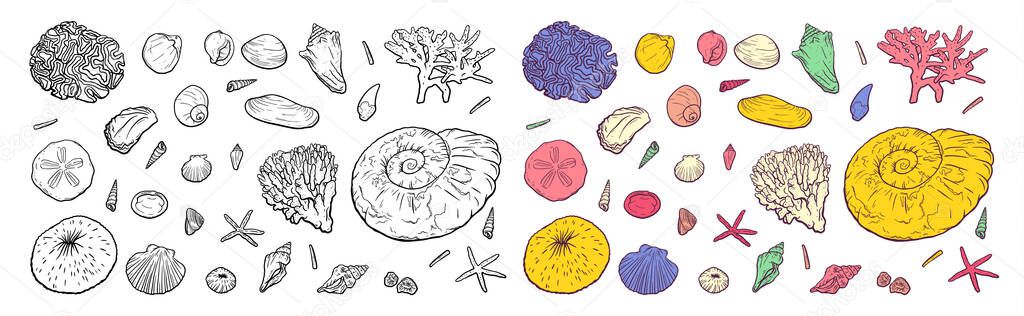 Hand draw Set sea shells stars corals and pearls different shapes. Clamshells starfishes polyps outline sketch illustration isolated on white background for design marine tourist cards logos.