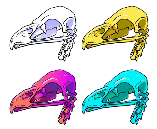 El çizimi monokrom çizgisi ve beyaz arka planda izole edilmiş kuş kafatasının renkli illüstrasyonu, paleontoloji sembolü. Cadılar Bayramı Etiketi — Stok Vektör