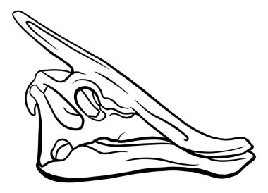 Beyaz arka planda, paleontoloji sembolünde izole edilmiş dinazor kafatasının el çizimi çizimi tasviri. Arkeoloji Etiketi