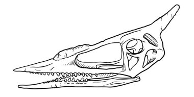 Beyaz arka planda, paleontoloji sembolünde izole edilmiş dinazor kafatasının el çizimi çizimi tasviri. Arkeoloji Etiketi