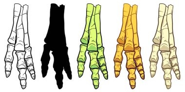 El Çizimi Çizimi Dinozor Ayağı Çizimi ya da el resmi beyaz arka planda izole edilmiş, paleontoloji sembolü. Arkeoloji Etiketi