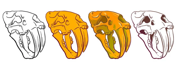 Caricature dessinée à la main Illustration du crâne de tigre à dents de sabre isolé sur fond blanc, symbole de paléontologie. Sticker Archéologie. Ligne et couleur pour la coloration — Image vectorielle