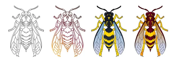 Wasp bovenaanzicht hand getekend illustraties set — Stockfoto