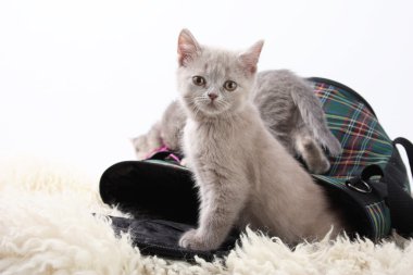 Beyaz bir arka plan için taşıma için bir torbaya yavru kedi.