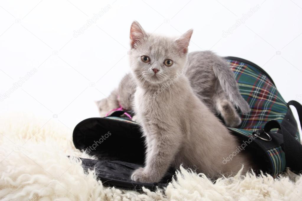 Kittens in a bag for transport to a white background. — Stock Photo