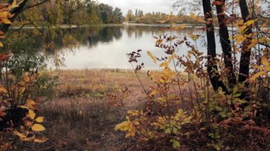 Güneşli kiriş görkemli renkli orman. Doğal park. Dramatik sabah sahne.