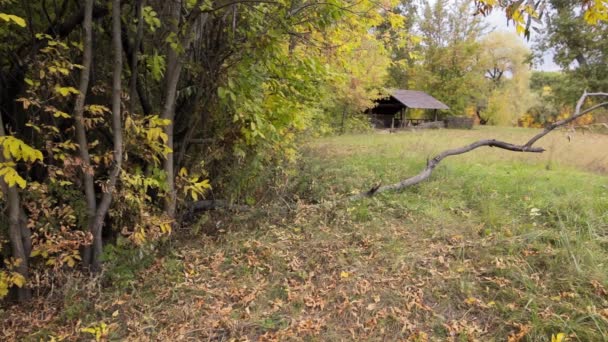 Majestätiska färgglada skog med soliga balkar. Naturpark. Dramatisk morgon scen. — Stockvideo