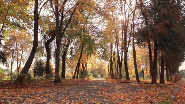 Banco en el parque. Día de otoño. Suave dolly tiro . — Vídeos de Stock