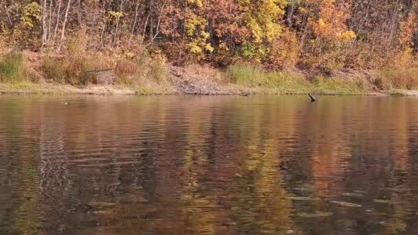 Bosque de otoño y lago en la temporada de otoño . — Vídeos de Stock