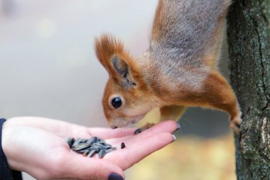 Sincap elinden yeme. Beyaz Rusya Gomel Park