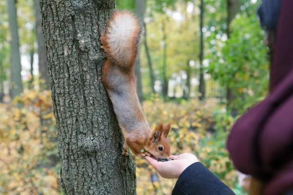 Ardilla comiendo de las manos. Belarús Gomel Park — Foto de Stock