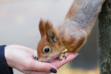 Sincap elinden yeme. Beyaz Rusya Gomel Park
