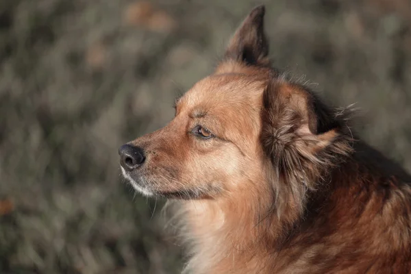 Cão de jardim ruivo com olhos tristes na rua — Fotografia de Stock