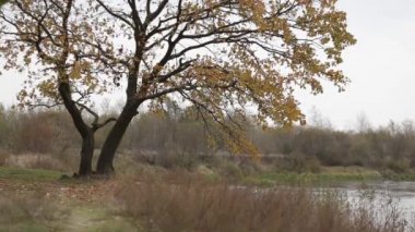 bir nehir üzerinde meşe grove sonbahar yaprakları