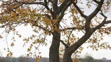 bir nehir üzerinde meşe grove sonbahar yaprakları