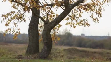 bir nehir üzerinde meşe grove sonbahar yaprakları
