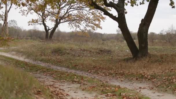 Kör ung man i gröna skogen, bakifrån — Stockvideo