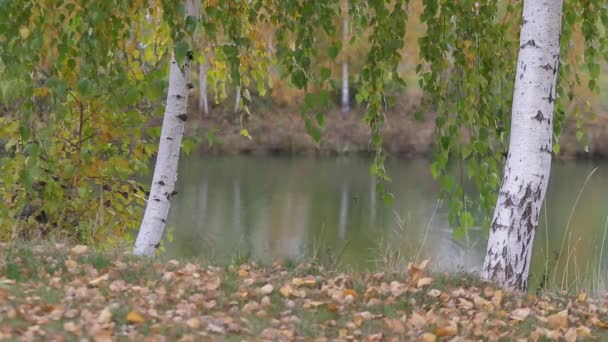 Листья золотой березы падают на лед в прохладный осенний день . — стоковое видео
