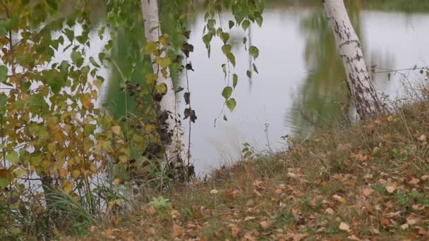 Hojas de abedul dorado cayendo sobre hielo en un día fresco de otoño . — Vídeo de stock