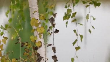 Buz üzerinde serin bir sonbahar günü düşen altın huş ağacı yaprakları.