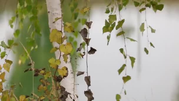 Hojas de abedul dorado cayendo sobre hielo en un día fresco de otoño . — Vídeos de Stock