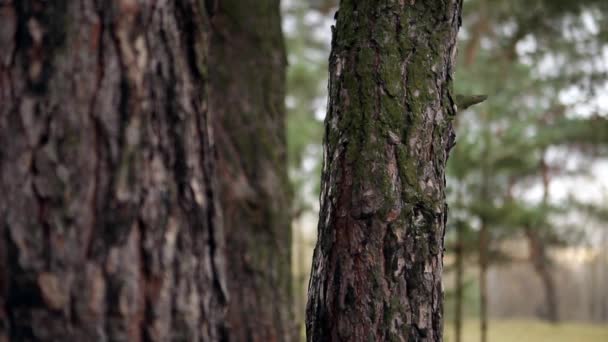 Meisje zit in een pine in de herfst van een beschermend pak — Stockvideo