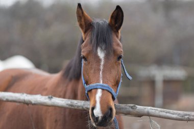 Bir safkan at portresi doğada kapat.