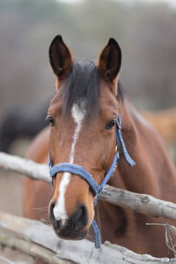 Bir safkan at portresi doğada kapat.