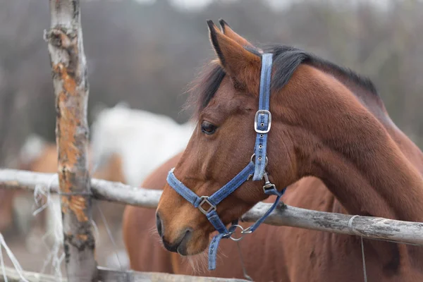 Porträt eines Vollblutpferdes aus nächster Nähe in der Natur. — Stockfoto