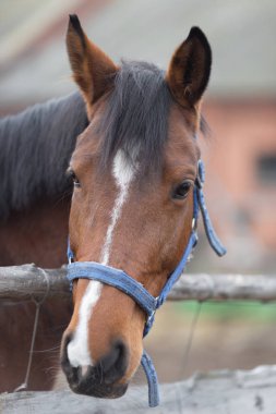 Bir safkan at portresi doğada kapat.