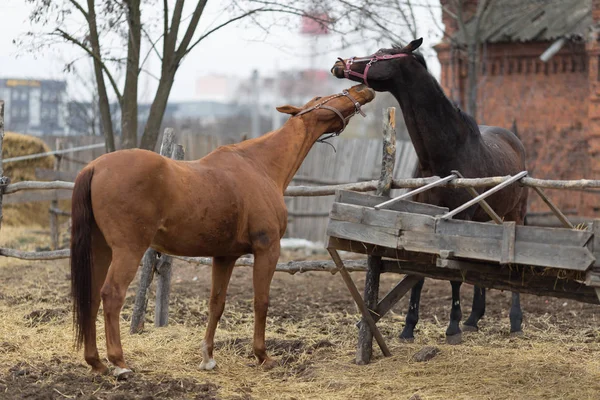 Лошади играют друг с другом на ферме — стоковое фото