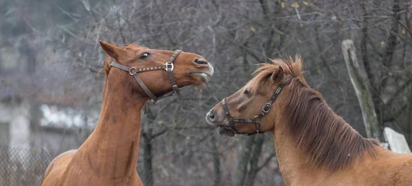 Pferde spielen auf einem Bauernhof miteinander — Stockfoto