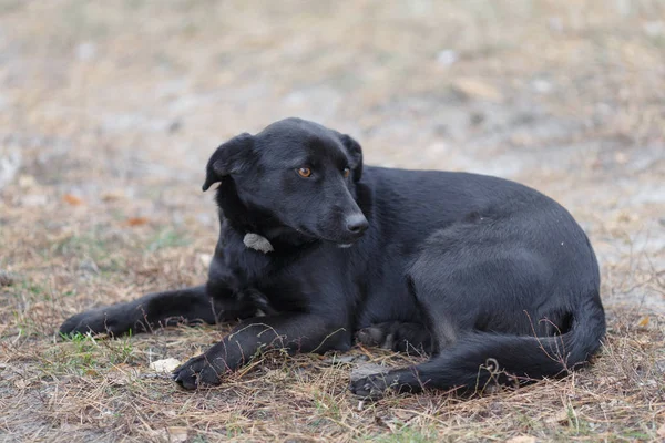 Noir inoffensif chien errant dans la cour se trouve sur l'herbe — Photo