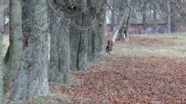bir köpek için a yürümek sonbaharında kızla